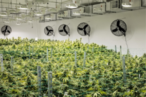 Cannabis Cultivation ERP